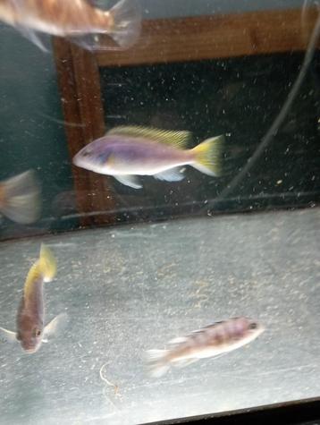 Cichlidès Malawi pseudotropheus acei beschikbaar voor biedingen