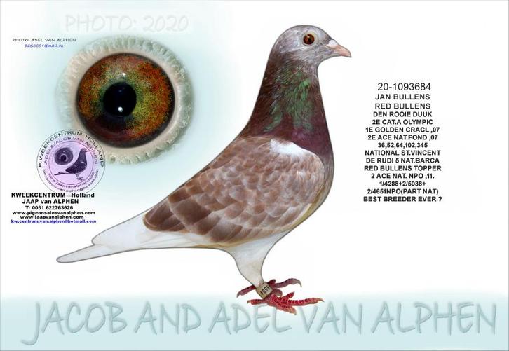 Red Bullens M 2020, Dieren en Toebehoren, Vogels | Duiven, Postduif, Mannelijk