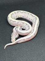 Python regius juvenile, Dieren en Toebehoren, Ophalen