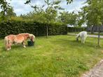 2 shetlanders te koop, Dieren en Toebehoren