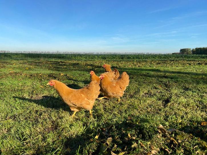 Jonge tamme Wyandotte Buff kriel kippen gesekst en ingeënt, Dieren en Toebehoren, Pluimvee, Kip, Vrouwelijk