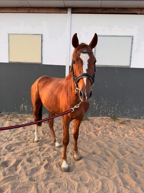 Hengst te koop, Dieren en Toebehoren, Paarden, Hengst, Zadelmak