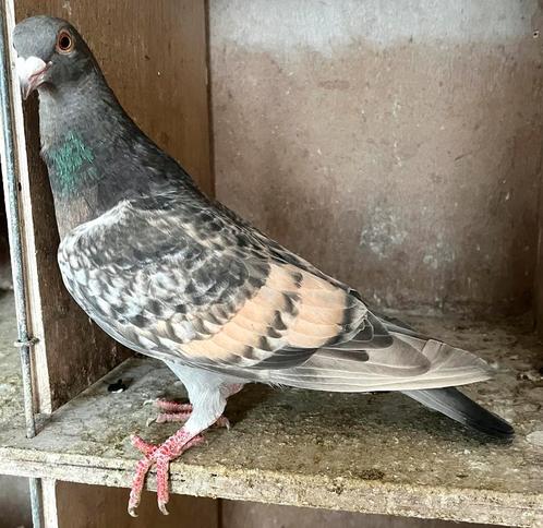 Kleurpostduif doffer, Dieren en Toebehoren, Vogels | Duiven, Postduif, Mannelijk