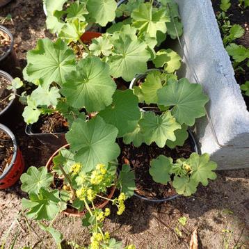 Alchemilla/ vrouwenmantel  beschikbaar voor biedingen