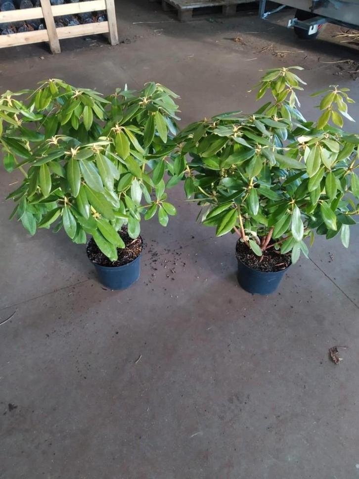 Rhododendrons, Jardin & Terrasse, Plantes | Arbustes & Haies, Arbuste, Rhododendron, Enlèvement ou Envoi