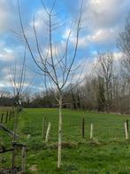 Veldesdoorn +-5m hoog, Ophalen, Volle zon, Overige soorten, 400 cm of meer