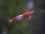 Red rili garnalen Neocaridina, Dieren en Toebehoren, Kreeft, Krab of Garnaal, Zoetwatervis, Schoolvis