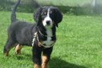 Berner Sennen pups 💖💖💖, Dieren en Toebehoren, 15 weken tot 1 jaar, Sennenhond, Buitenland, Meerdere