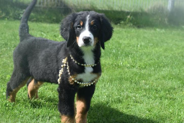 Berner Sennen pups 💖💖💖, Dieren en Toebehoren, Honden | Bulldogs, Pinschers en Molossers, Meerdere dieren, Sennenhond, Fokker | Professioneel