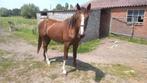 3J  ZANGERSHEIDEHENGST, Dieren en Toebehoren, Paarden, Springpaard, Z, Gechipt, Hengst