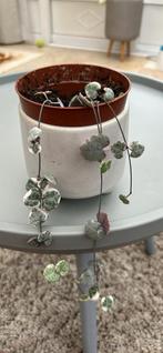 String of hearts variegata, Huis en Inrichting, Kamerplanten, Ophalen, Vetplant, Halfschaduw, Minder dan 100 cm