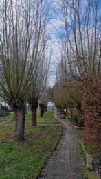 Gratis wilgenhout - zelf te snoeien, 16 wilgen, 6 m³ of meer, Ophalen, Overige houtsoorten, Takken
