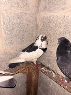 Pigeon a vendre, Plusieurs animaux, Autres espèces