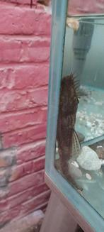 Vissen, Vis, Zoetwatervis