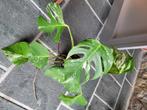 Monstera bonte plant, Huis en Inrichting, Kamerplanten, Ophalen, Halfschaduw, In pot, Minder dan 100 cm