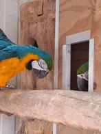 Blauw gele ara's, Meerdere dieren, Papegaai, Geringd
