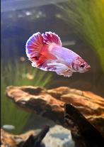 Mooie dumbo beta vis mannetje, Vis, Zoetwatervis