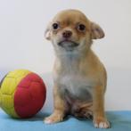 Chihuahua's pups - Kort&Langhaar te koop (Belgisch), België, Handelaar, CDV (hondenziekte), 8 tot 15 weken