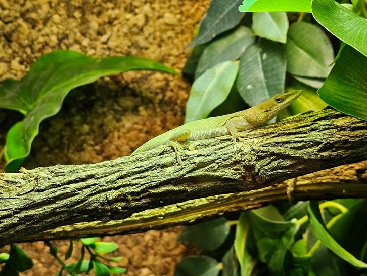 Anolis allisoni/grahami, Dieren en Toebehoren, Reptielen en Amfibieën
