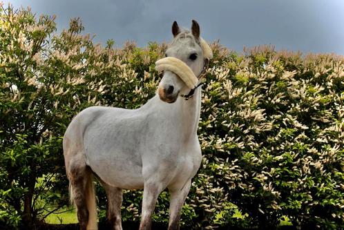 KNAPPE B PONY, Dieren en Toebehoren, Pony's, Ruin, Niet van toepassing, B pony (1.17m tot 1.27m), Dressuurpony, 7 tot 10 jaar