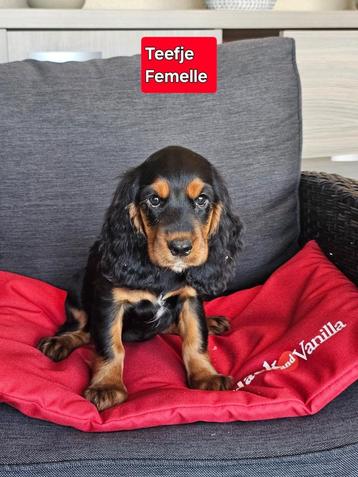 engelse cocker pups beschikbaar voor biedingen