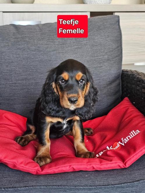 engelse cocker pups, Dieren en Toebehoren, Honden | Retrievers, Spaniëls en Waterhonden, Meerdere dieren, Spaniël, Fokker | Professioneel