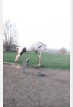 3 jarige hengst, Hengst