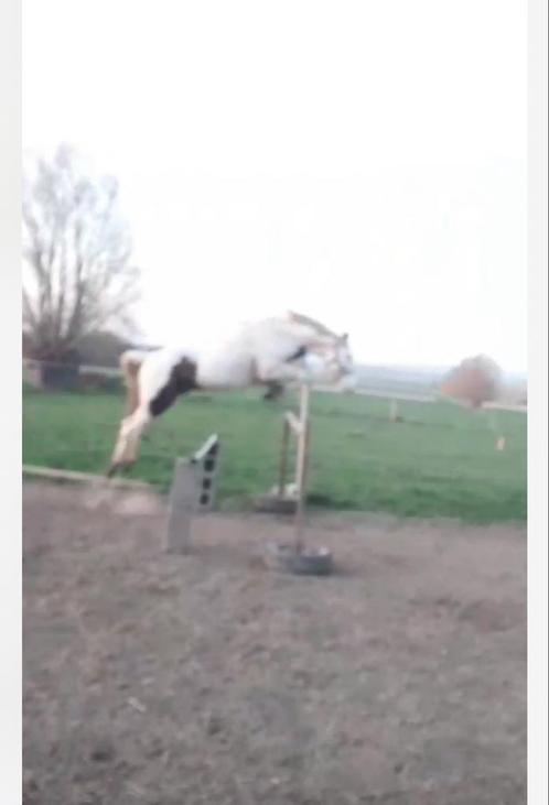 3 jarige hengst, Dieren en Toebehoren, Paarden, Hengst