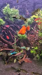 Prachtige ras guppys te koop! voor 10 stuks 10 euro, Dieren en Toebehoren, Vissen | Aquariumvissen