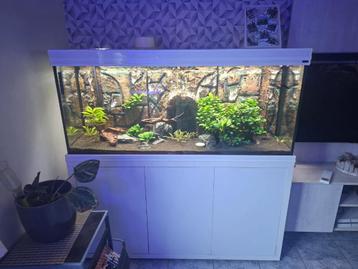 zoet water aquarium beschikbaar voor biedingen