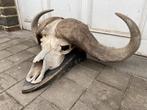 Afrikaanse buffelschedel op houten sokkel, Gebruikt, Schedel