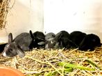 Dwergkonijnen hangoren, Plusieurs animaux, Petit, Oreilles tombantes, 0 à 2 ans