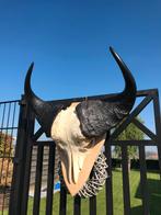 Buffel schedel, Ophalen of Verzenden