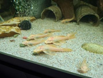 Ancistrus albino jongen mannen  beschikbaar voor biedingen