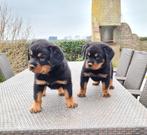 rottweiler pups, Dieren en Toebehoren, België, CDV (hondenziekte), 8 tot 15 weken, Meerdere