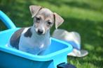 Jack russel pups kortbenig geboren in Belgie, België, Overige rassen, 8 tot 15 weken, CDV (hondenziekte)