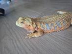 Baardagaam citrus man, Overige soorten, Met terrarium, 3 tot 6 jaar