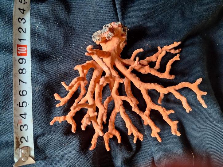 TAKKEN VAN ROOD KORAAL UIT DE MIDDELLANDSE ZEE!, Handtassen en Accessoires, Broches, Zo goed als nieuw, Rood, Ophalen of Verzenden