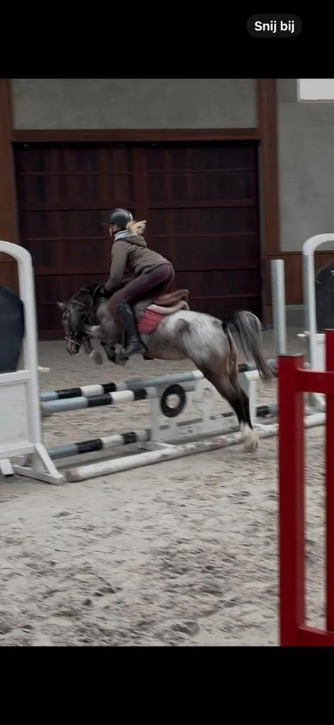 Mooie B pony tekoop, Dieren en Toebehoren, Pony's, B