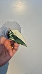 Alocasia Maharani Albo Pink Variegated, Enlèvement ou Envoi