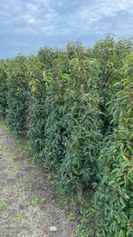 Portugese Laurier, Tuin en Terras, Ophalen of Verzenden, Laurier