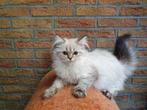 3 chatons Ragdolls, Animaux & Accessoires, Chatte ou Chat, Vermifugé, 0 à 2 ans