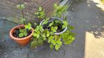 Braambessen - zonder doorn, Ophalen, Vaste plant, Halfschaduw, Zomer