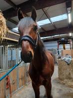 3 jarig springpaard hengst, Dieren en Toebehoren, Paarden, Springpaard, Gechipt, Hengst, 3 tot 6 jaar