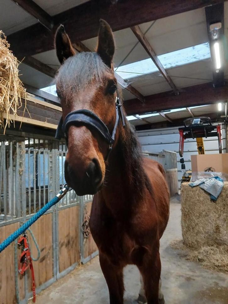 3 jarig springpaard hengst, Dieren en Toebehoren, Paarden, Hengst, Onbeleerd, 3 tot 6 jaar, Springpaard, Met stamboom, Gechipt