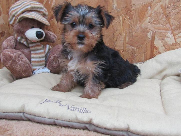Yorkshire terriër pups, Dieren en Toebehoren, Honden | Jack Russells en Terriërs, Reu, Yorkshire Terriër, Fokker | Professioneel