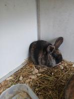 Hanghoor konijntjes, Dieren en Toebehoren, Mannelijk, Klein, Hangoor, 0 tot 2 jaar