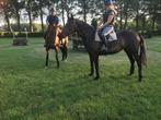 Mooi eventing ,springpaard, Merrie