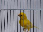 kanarie, Dieren en Toebehoren, Vogels | Kanaries, Kleurkanarie