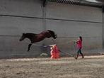 BRP 3jo ruin 1,43 m, Dieren en Toebehoren, Paarden, Springpaard, Minder dan 160 cm, Gechipt, Ruin